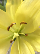 26th Jan 2021 - Yellow lily
