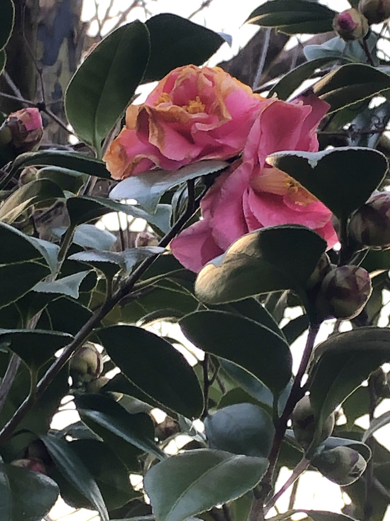 Camellias by homeschoolmom