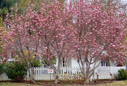 28th Jan 2021 - Magnolia Blossoms