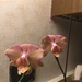 Orchid by kchuk