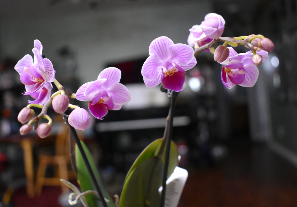 New orchid by homeschoolmom