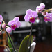 New orchid by homeschoolmom