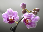 25th Jan 2021 - Orchid