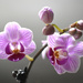 Orchid by homeschoolmom