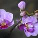 Purple orchid by homeschoolmom