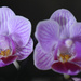 Orchid twins by homeschoolmom