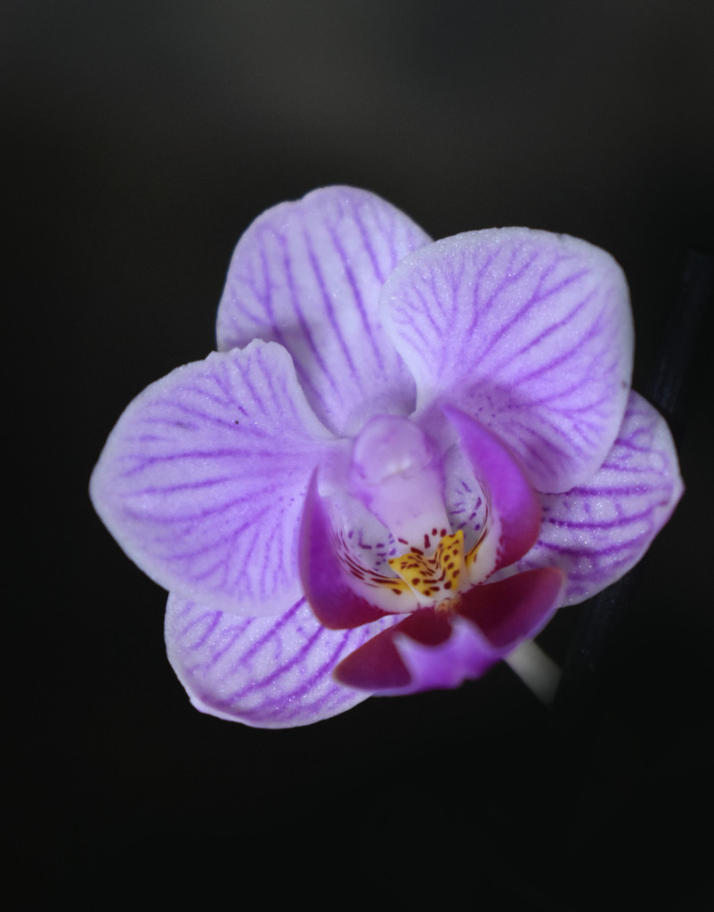 Purple orchid on black by homeschoolmom