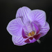 Purple orchid on black by homeschoolmom