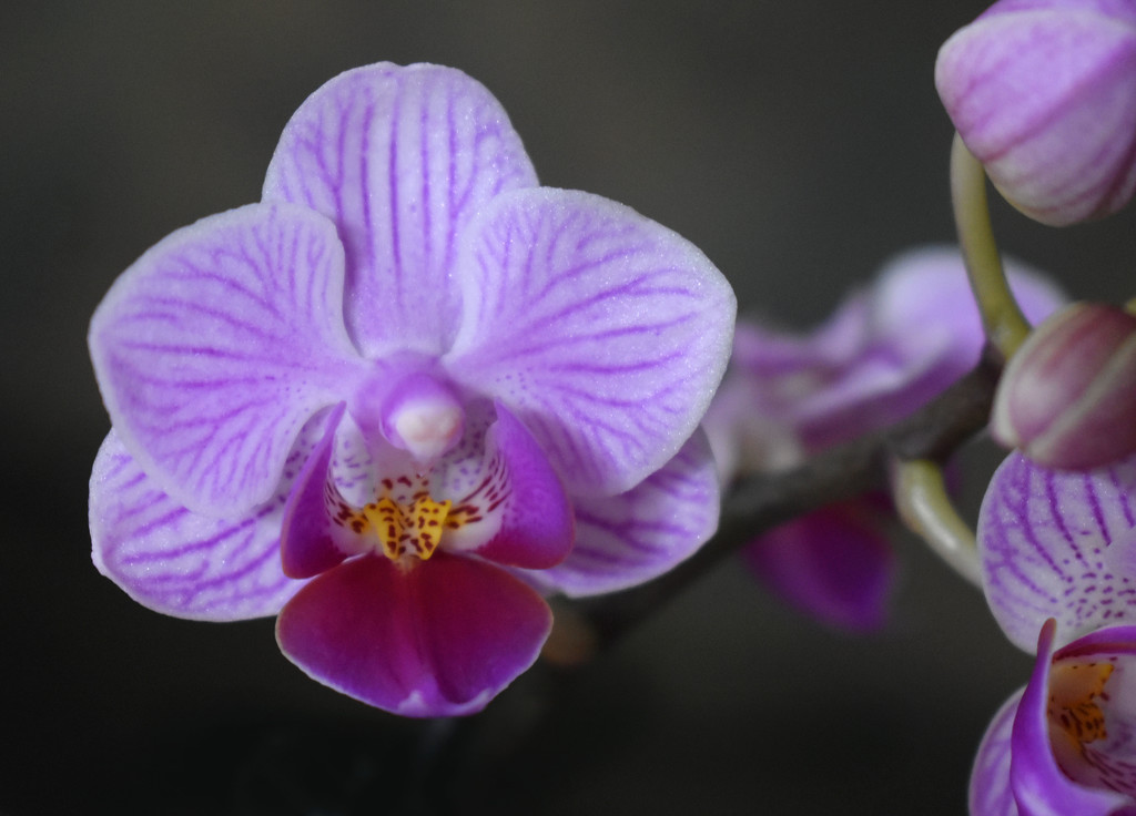 Tiny purple orchid by homeschoolmom