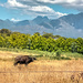 Roadside Buffalo  by ludwigsdiana