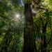 Sunlit Woods by yorkshirekiwi