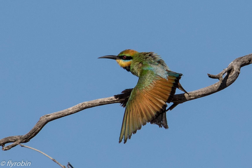 Rainbow Bee-eater preening by flyrobin