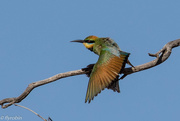 29th Jan 2021 - Rainbow Bee-eater preening