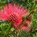 Calliandra - Powder Puff tree flower by johnfalconer