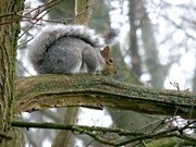 28th Jan 2021 - Squirrel