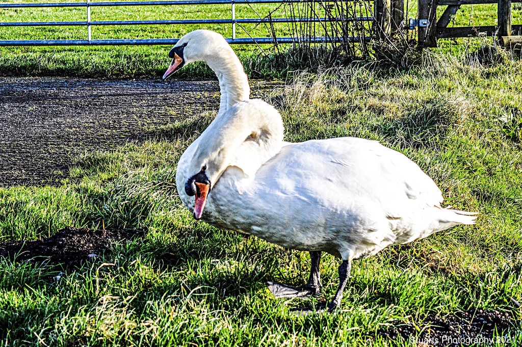 Two headed swan by stuart46