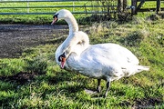 29th Jan 2021 - Two headed swan