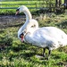 Two headed swan by stuart46