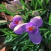 First crocuses by pattyblue