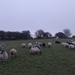 Sheep by moirab