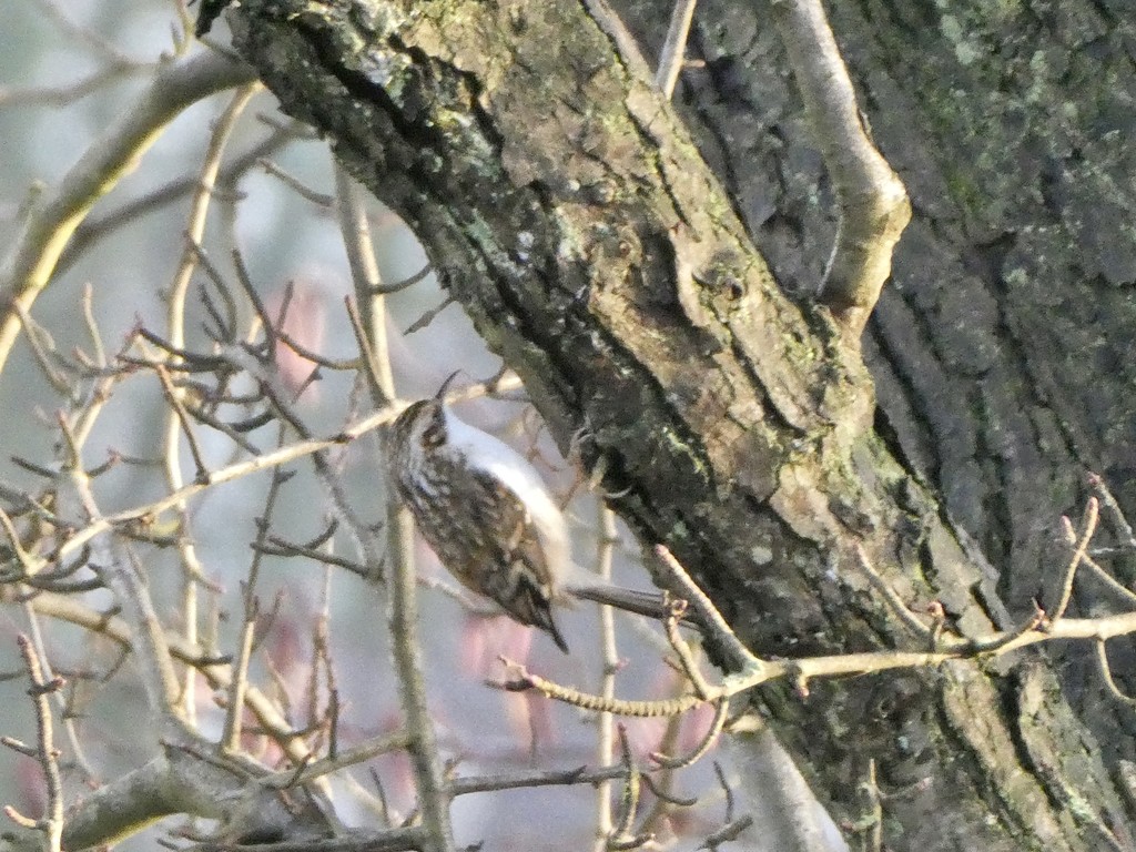 My best tree creeper shot - ever by orchid99