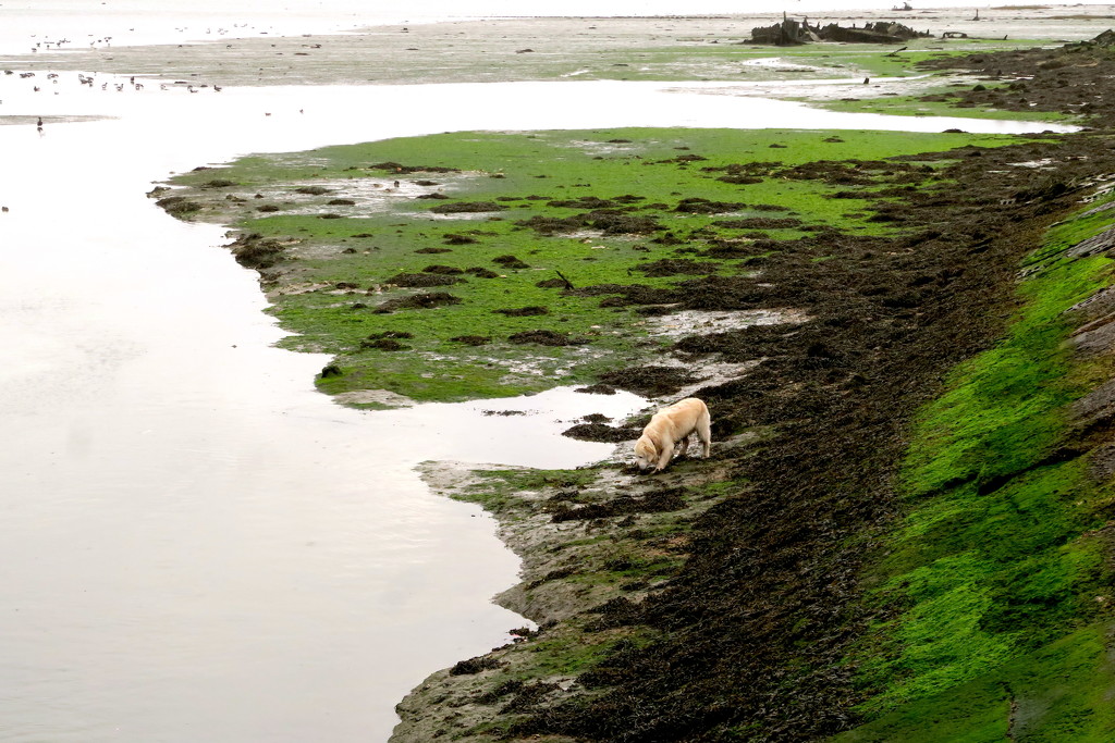 Dog Near Water by davemockford