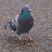 JUST A PIGEON by markp