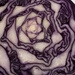 Pattern inside a Red Cabbage  by grace55