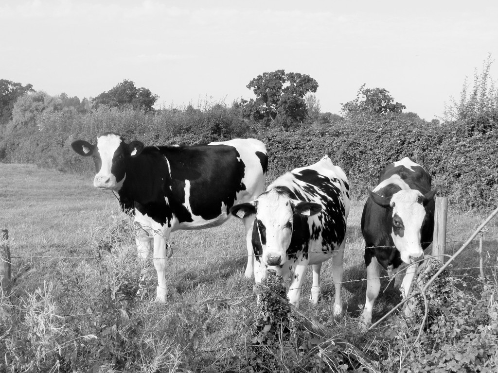 Black & white Cows by mumswaby
