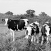 Black & white Cows by mumswaby