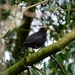 blackbird by iiwi