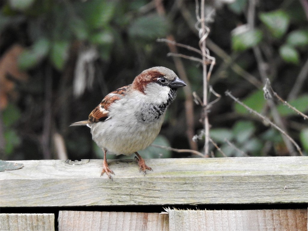  Mr House Sparrow  by susiemc