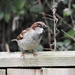  Mr House Sparrow  by susiemc