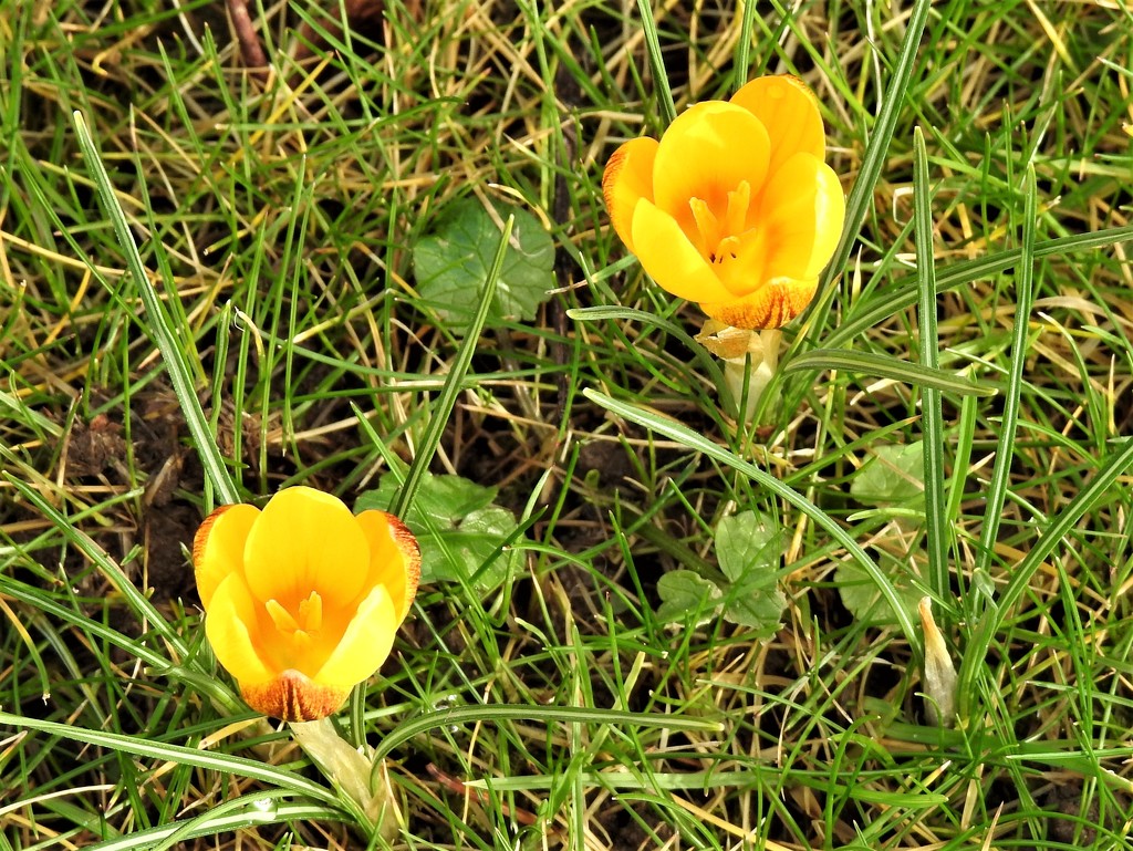  Crocus in the Lawn  by susiemc