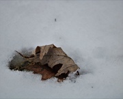 28th Jan 2021 - January 28: Leaf in the snow
