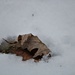 January 28: Leaf in the snow by daisymiller