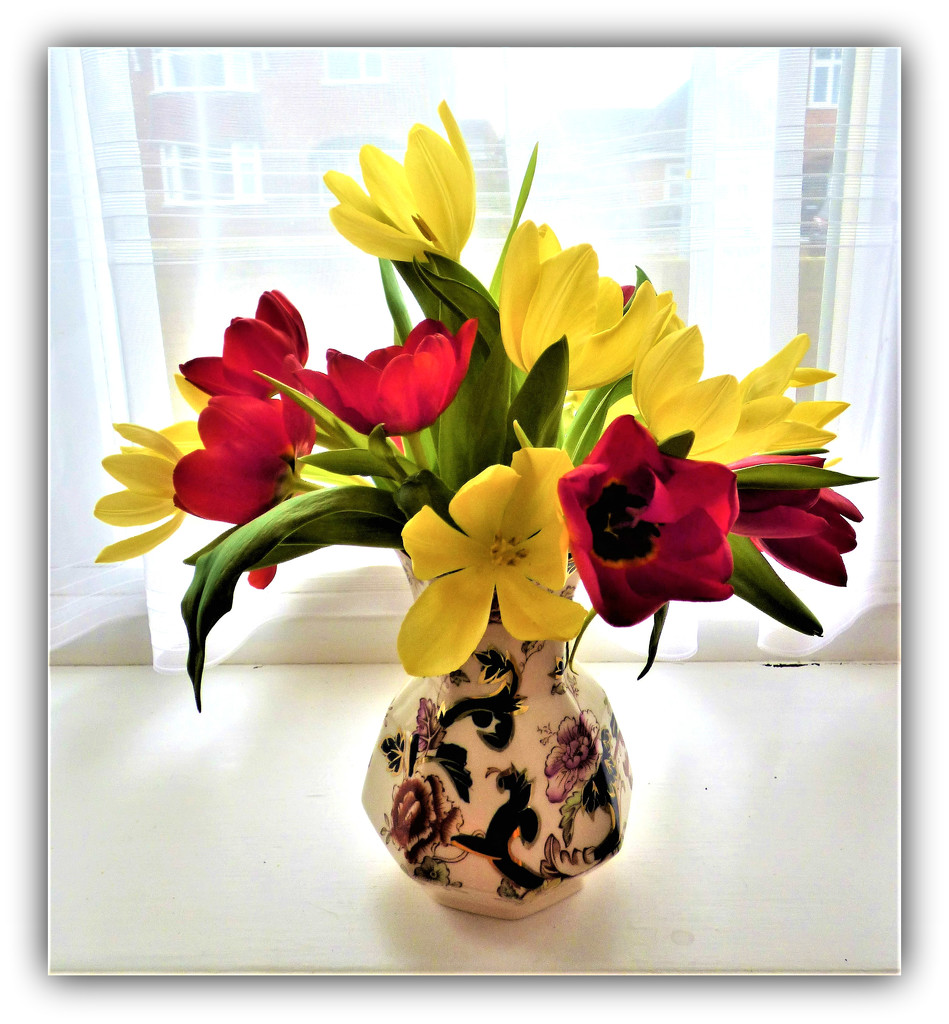 Spring tulips  by beryl