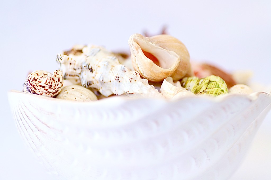 Bowl of Shells by carole_sandford
