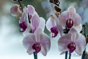 29th Jan 2021 - Orchid