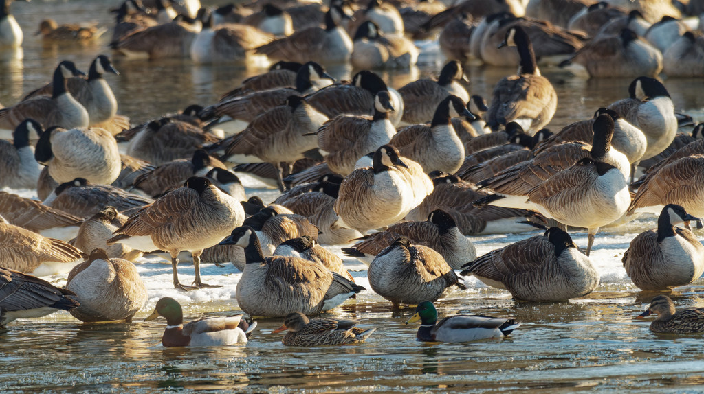 mallards and geese by rminer