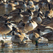 mallards and geese by rminer