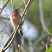 Mr. House Finch by stephomy