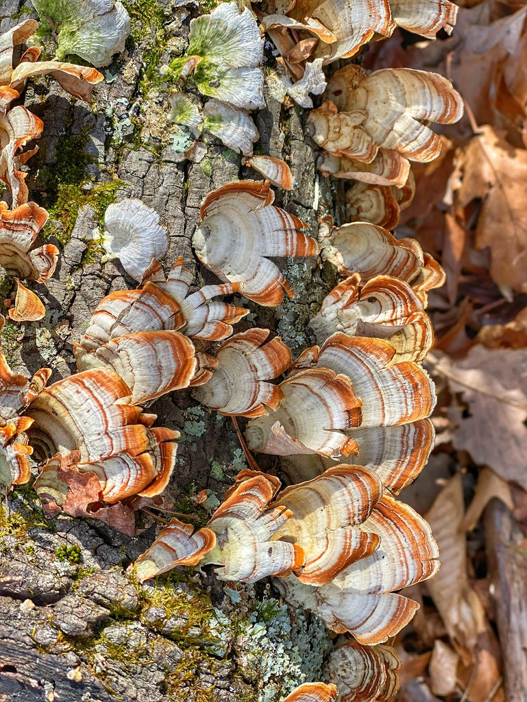 Turkey Tail Fungus  by khawbecker