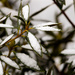 Snow on the Rhodies by tdaug80