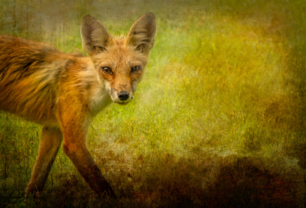 Sly Fox  by samae