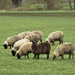 Black sheep of the family... by julienne1