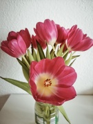 18th Jan 2021 - Lovely tulips
