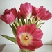 Lovely tulips by ctst
