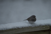 28th Jan 2021 - Snowbird