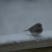 Snowbird by timerskine